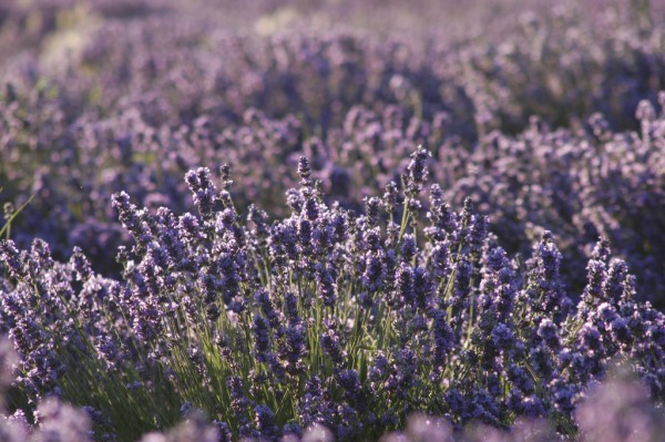 Uses for Lavender Essential Oil: The Swiss Army Knife