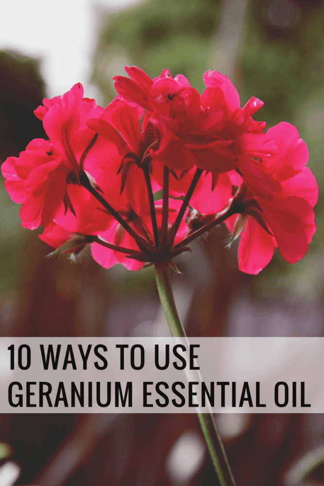 10 Ways To Use Geranium Essential Oil