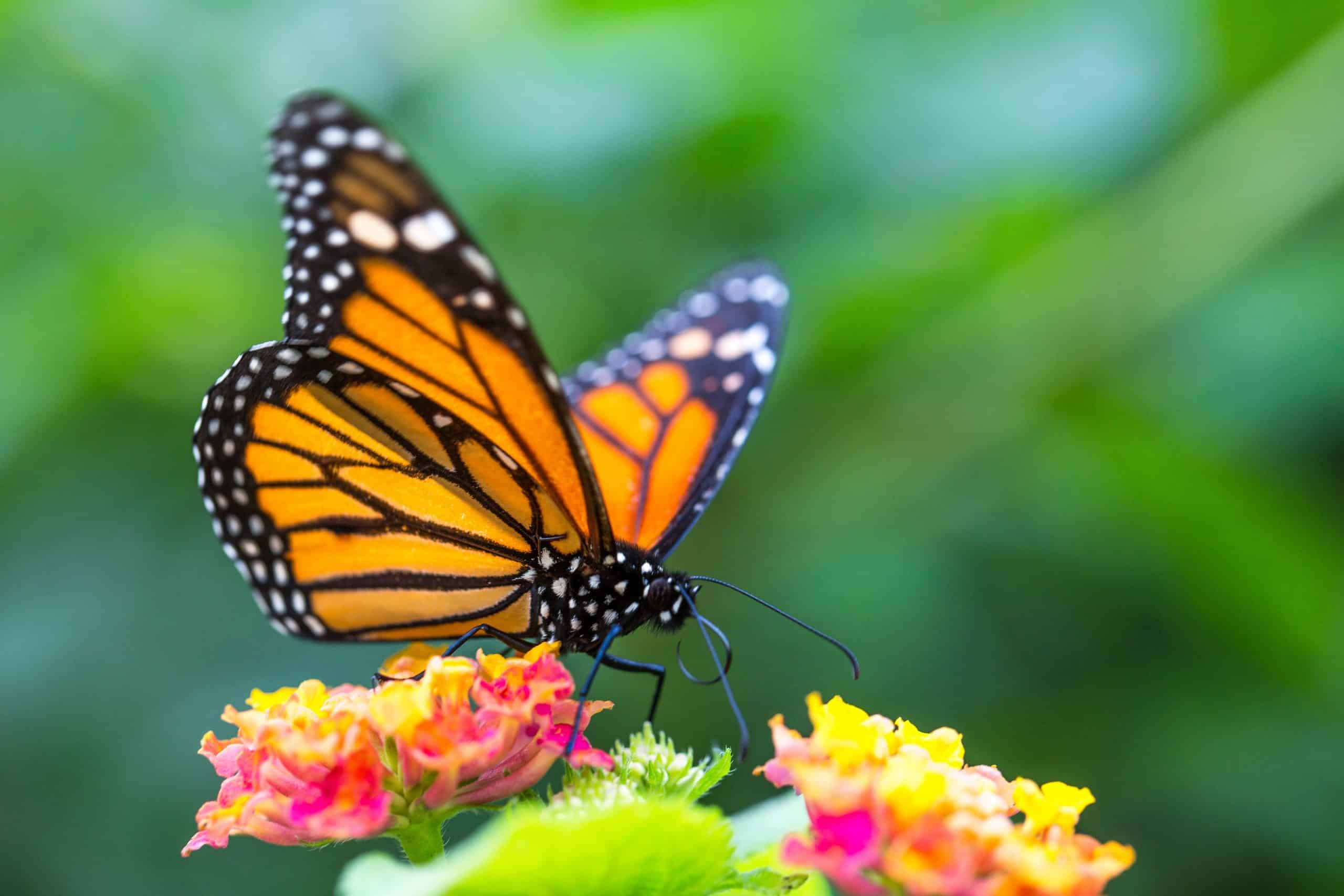 How to Create a Beautiful Butterfly Garden