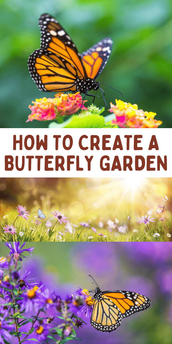 How to Create a Beautiful Butterfly Garden