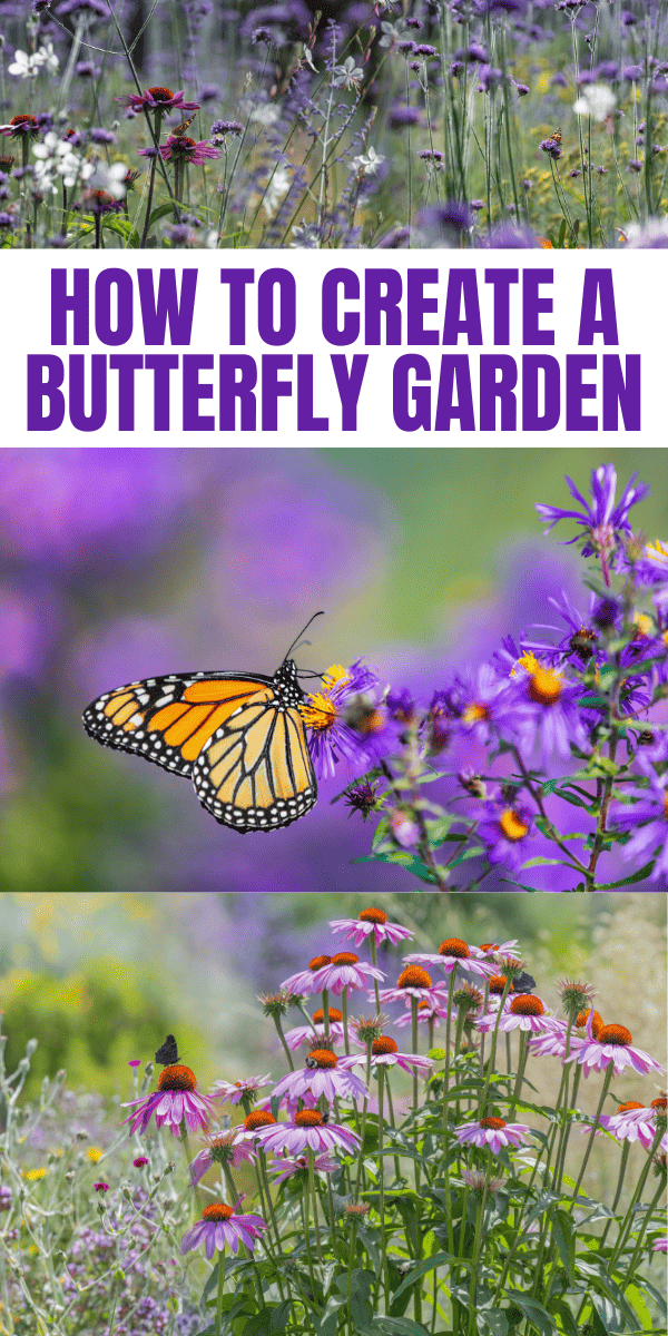 Create a Butterfly Garden