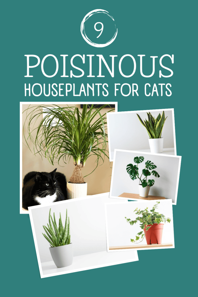 9 Common Poisonous and Toxic Houseplants for Cats