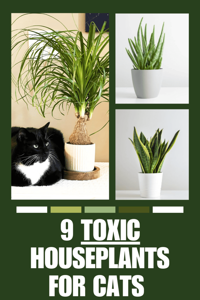 9 Common Poisonous and Toxic Houseplants for Cats - Mom Spark - Mom Blogger