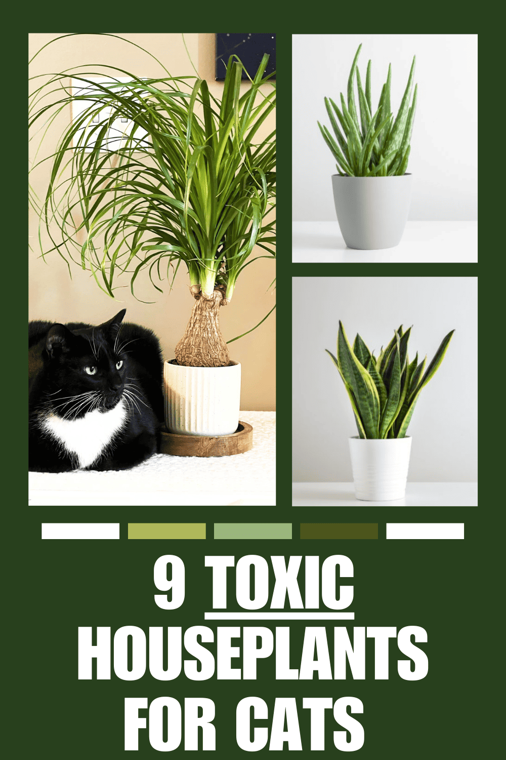 9 Common Poisonous And Toxic Houseplants For Cats - Mom Spark